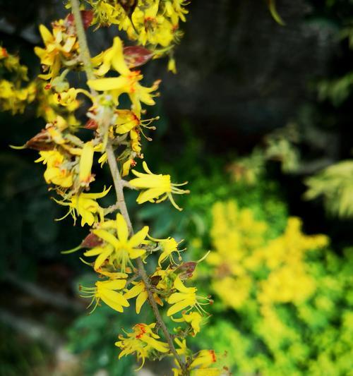 栾树的花语是什么？（探寻栾树花的深意）