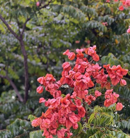 栾树的花语是什么？（探寻栾树花的深意）
