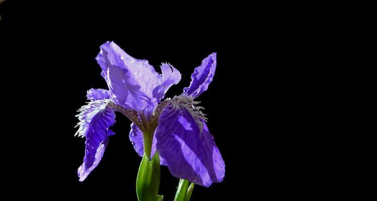 鸢尾花的花语与寓意（探究鸢尾花的深层含义与象征意义）