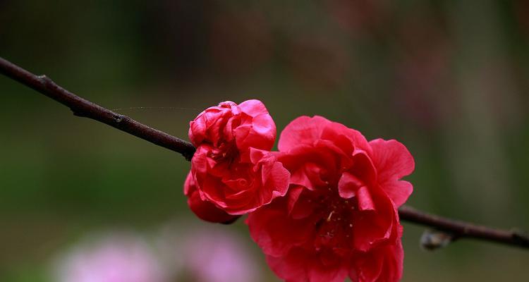 桃花传说与花语——春天的仙境（桃花的花语和神话传说带给我们的启示）