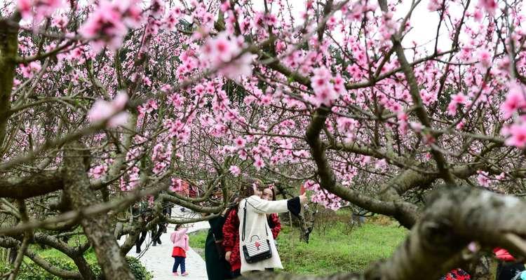桃花之美（桃花之美）
