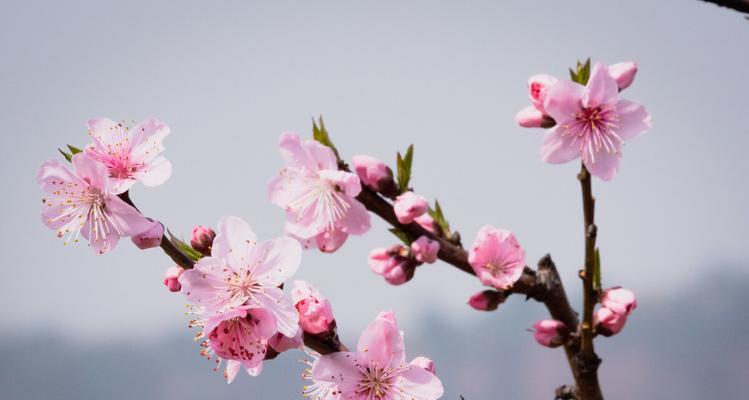 桃花之美（桃花之美）