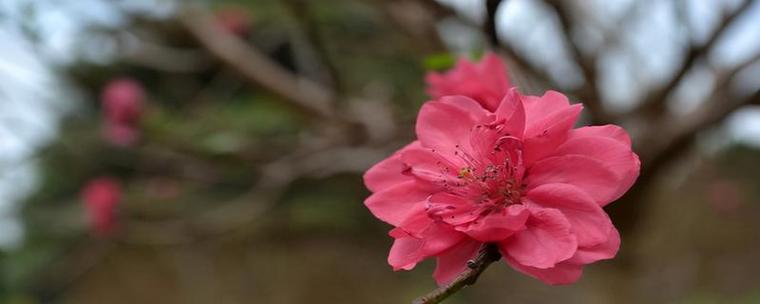 桃花之美（桃花之美）