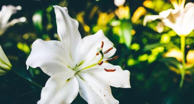 舞动繁花的跳舞草——花语和传说（探寻花海中的神秘力量，传承跳舞草的奇幻传说）