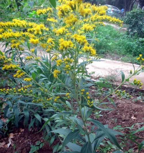 舞动繁花的跳舞草——花语和传说（探寻花海中的神秘力量，传承跳舞草的奇幻传说）