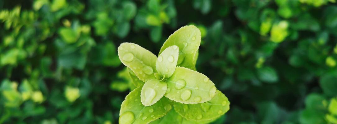 舞动繁花的跳舞草——花语和传说（探寻花海中的神秘力量，传承跳舞草的奇幻传说）