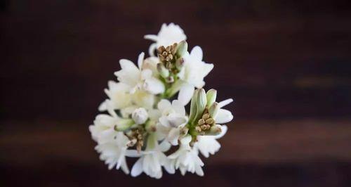 晚香玉花语与传说（神秘的晚香玉，芬芳永恒的寓意）