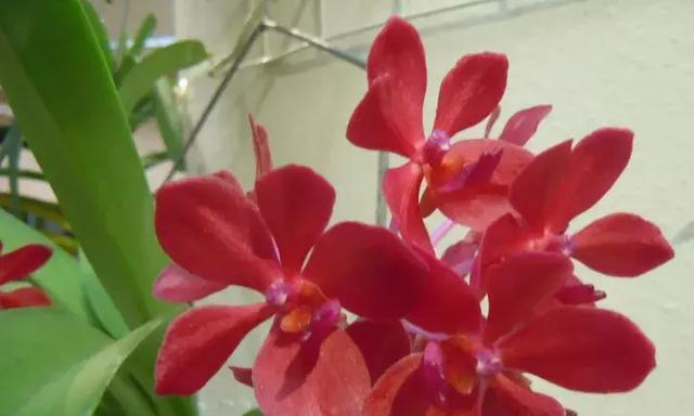 万代兰花语与含义——流传千年的花中传说（寓意深远，万代兰散发出的神秘力量）