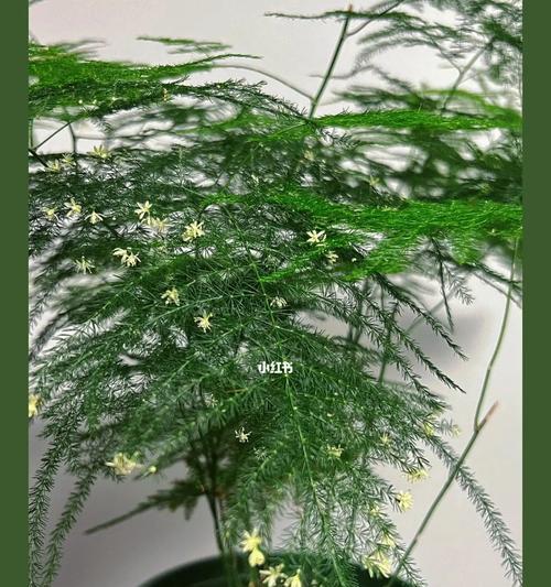 文竹开花是怎样的象征？（文竹花开，蓬勃生机的寓意）