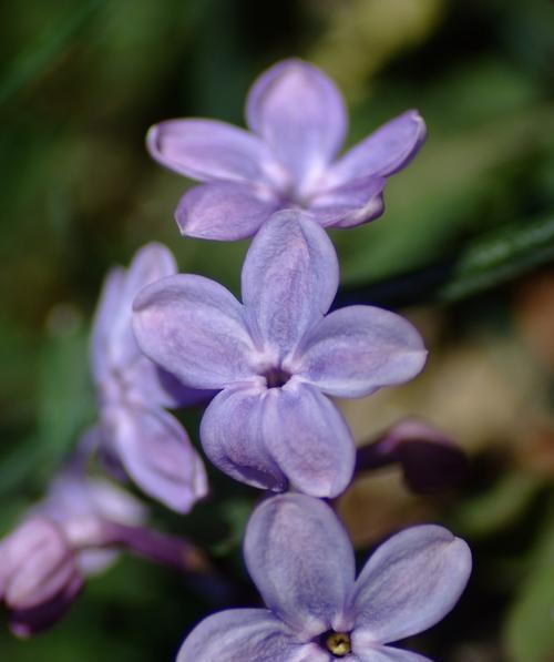 五瓣丁香的花语（探寻五瓣丁香花的奇妙寓意）