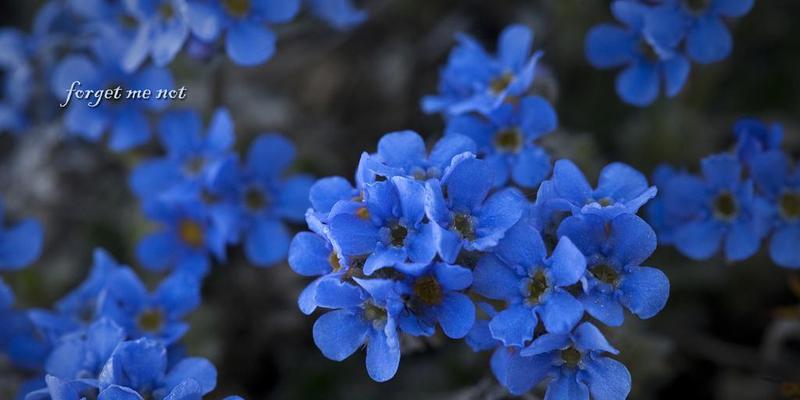 勿忘我花语与代表意义（唤醒美好回忆的蓝色之花）