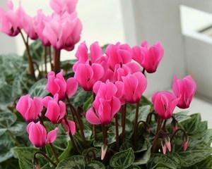 仙鹤花之美——寓意与象征（传递生命与希望的仙鹤花及其花语）