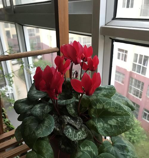 仙鹤花之美——寓意与象征（传递生命与希望的仙鹤花及其花语）