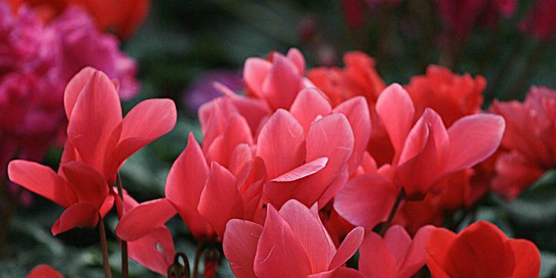 以仙客来花语和寓意（热情好客的花朵，性格内向的寓意）