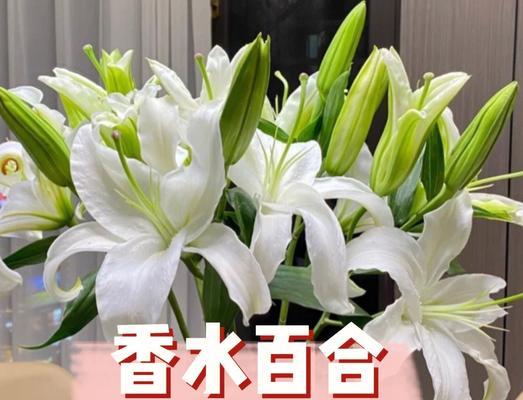 百合花的纯洁与无争（探寻百合花语，揭示纯洁与无争的真谛）