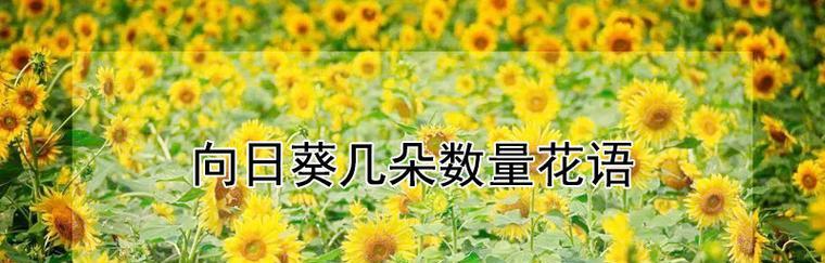 阳光之下的花语——向日葵的情感告白（向日葵花语之阳光满溢的爱意）