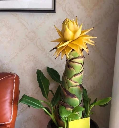 富贵之花（探索财富与繁荣的自然奇迹）