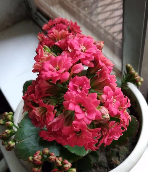 植物中的长寿吉祥如意（寓意长寿吉祥的植物及其传统象征意义）