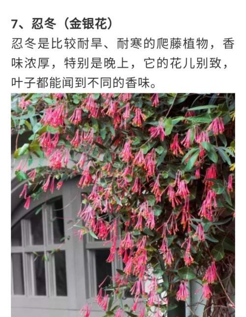 勇敢的植物世界（独立自强，生命之花）