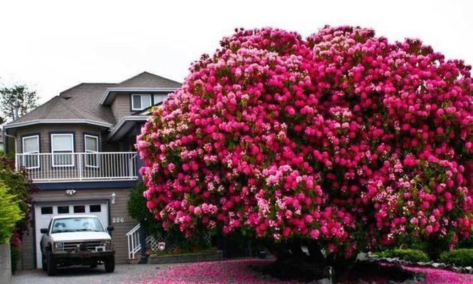 勇敢的植物世界（独立自强，生命之花）