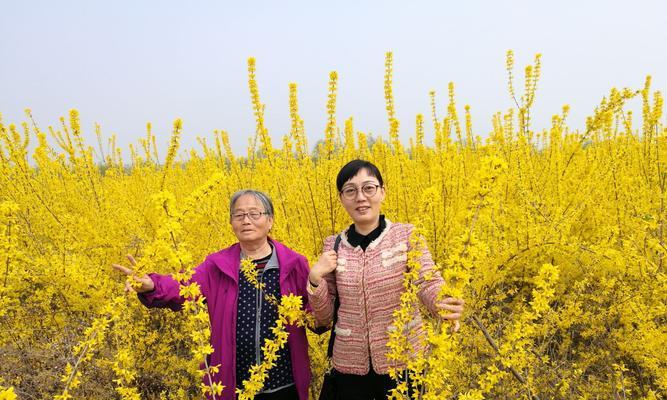 植物与父爱——生命中的呵护（以象征父爱的植物为主题的探索与分享）