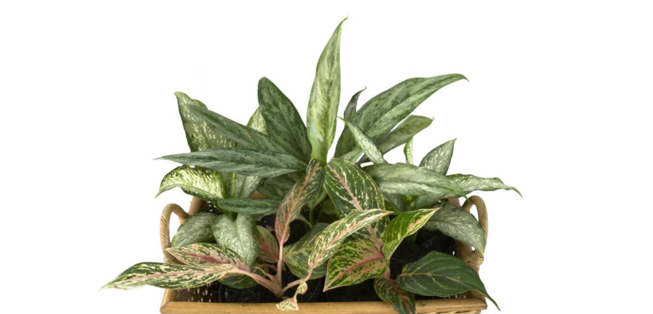 植物与父爱——生命中的呵护（以象征父爱的植物为主题的探索与分享）