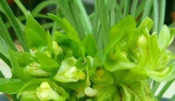 高洁之植（探寻大自然中高洁之植的美丽与力量）