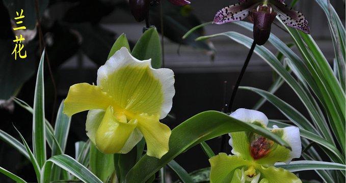 和平之花——象征和平的植物（传递爱与宽容的花朵）