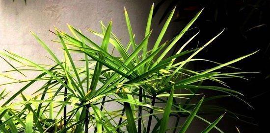 盛世之花（生命与希望的绚烂绽放）