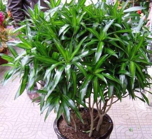 盛世之花（生命与希望的绚烂绽放）