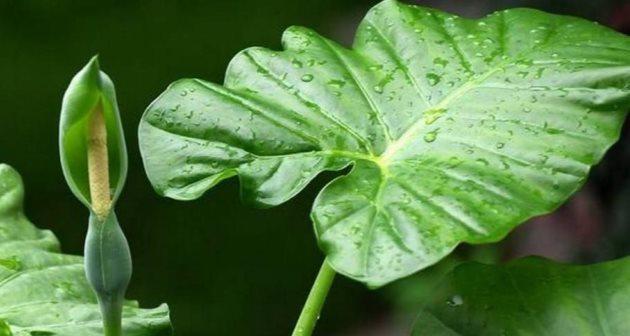 男人的象征植物与生活智慧（以这5种植物了解男人的品质与价值观）