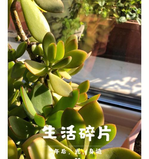 努力奋斗的植物（探索自然世界中的奋斗者——植物）