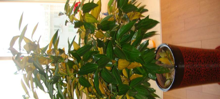 以象征平安的植物（传递吉祥和宁静的绿色使者）