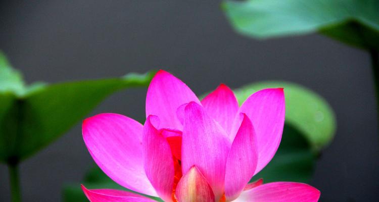 生命之光（揭示自然界中生命力顽强的十种植物）