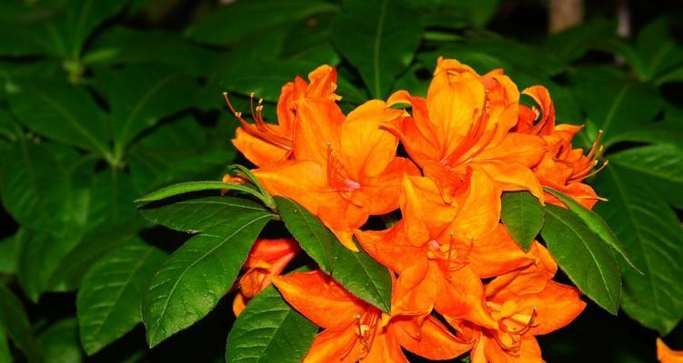 团结之花（探寻植物中的团结力量，传递和谐与合作的信息）