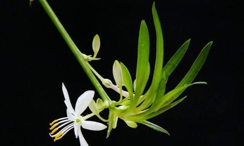 希望之花（探索自然中的生命与希望）