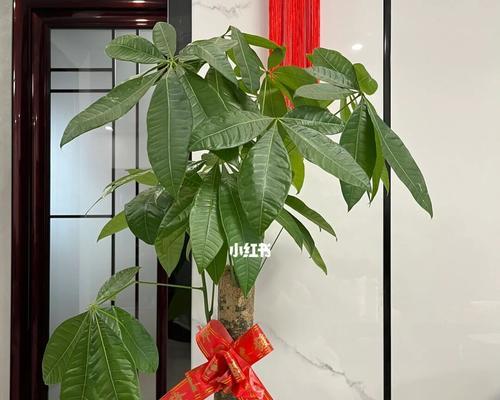 蒸蒸日上的植物——探索生命的力量（从小而强，见证成长奇迹）