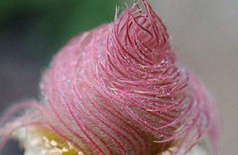 蒸蒸日上的植物——探索生命的力量（从小而强，见证成长奇迹）