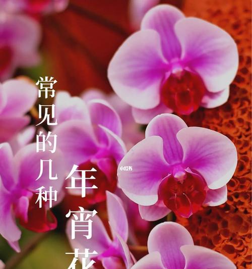 新年花卉购买指南（选购新年花卉给你带来的好寓意）