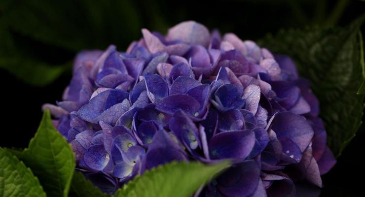 绣球花的花语、寓意与象征（探索绣球花的内涵与神秘）