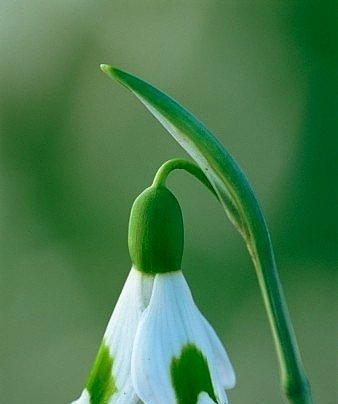 雪滴花的花语与传说（四季芬芳，生命之美——雪滴花的秘密与故事）