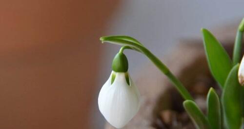 雪滴花的花语与传说（四季芬芳，生命之美——雪滴花的秘密与故事）