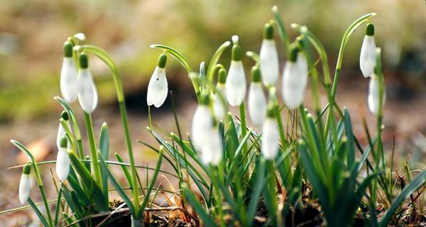 雪滴花的花语与传说（四季芬芳，生命之美——雪滴花的秘密与故事）