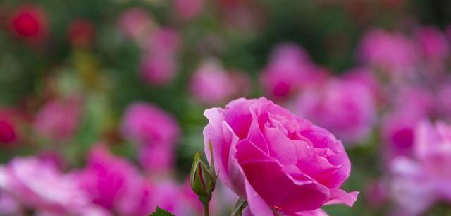 以雁来红的花语与传说（传递着爱情和永恒的美丽之花——以雁来红）