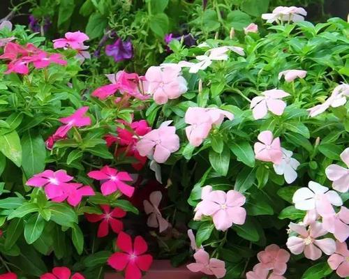 以雁来红的花语与传说（传递着爱情和永恒的美丽之花——以雁来红）