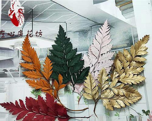 羊齿花（羊齿花的美丽与深层含义）