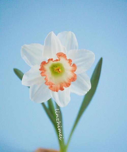 洋水仙花的花语与文化寓意（洋水仙花的美丽寓意和象征意义）