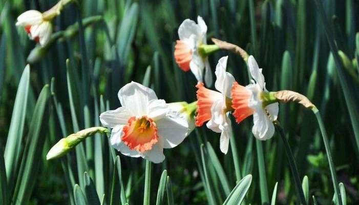 洋水仙花的花语与文化寓意（洋水仙花的美丽寓意和象征意义）