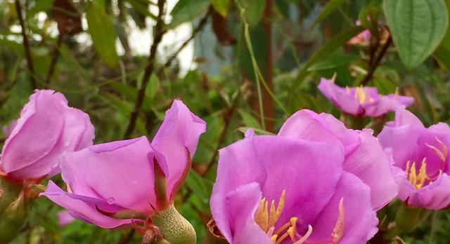 野牡丹的花语与传说（野牡丹花语与中西传说之间的奇妙联系）