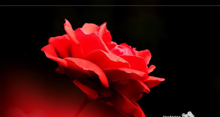 玫瑰花的象征意义（从爱情到美丽，玫瑰花的多重含义）